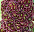 Native Staghorn Sumac 