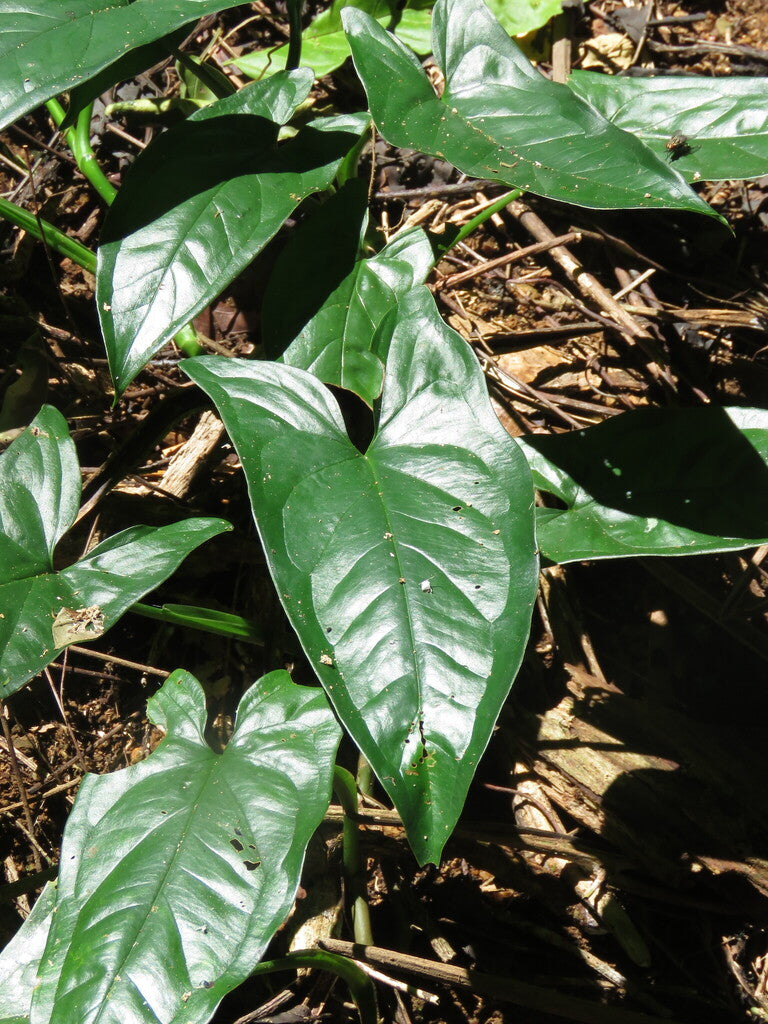 6" Syngonium plant photo
