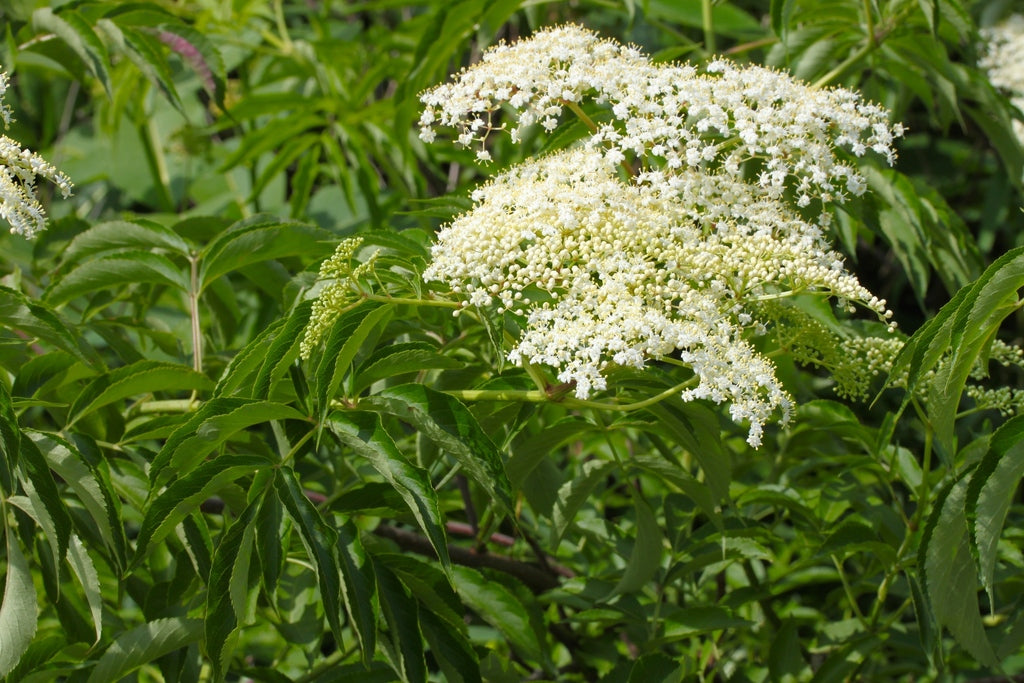Native Elderberry Bush 