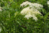 Native Elderberry Bush 