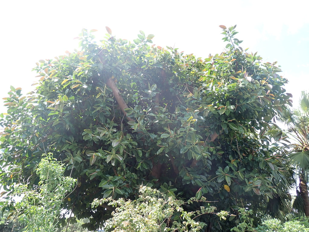 4" Ficus Elastica Shiveriana plant photo