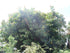 4" Ficus Elastica Shiveriana plant photo