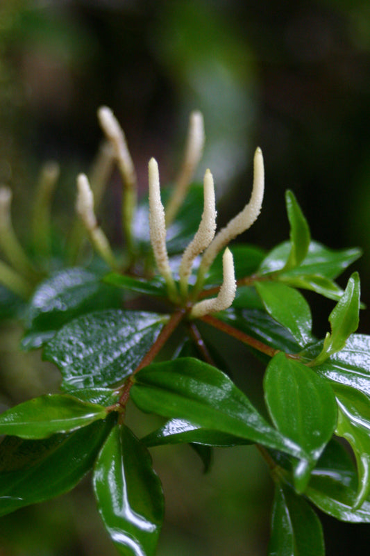 4" Peperomia Rare plant photo