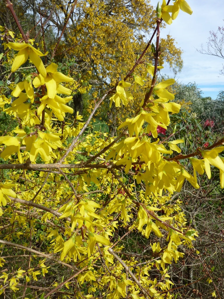 Forsythia &