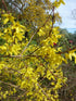Forsythia &