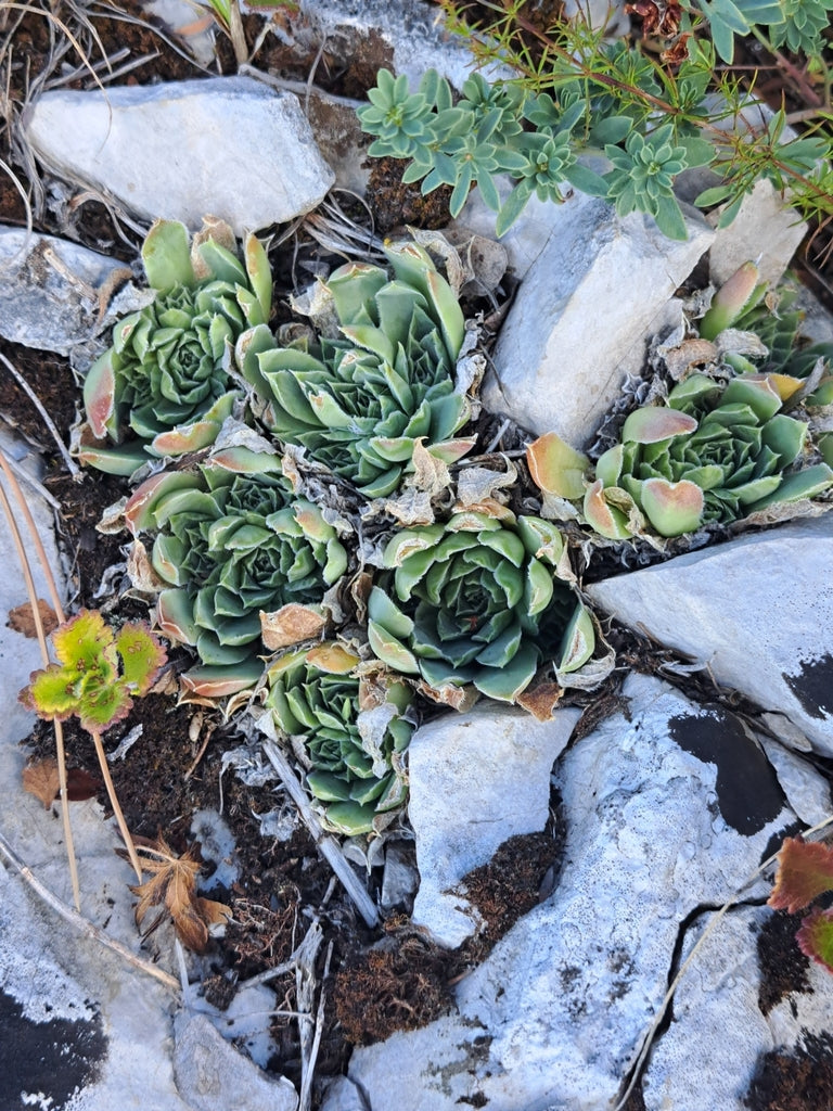 4" Sempervivum Heuffelii plant photo