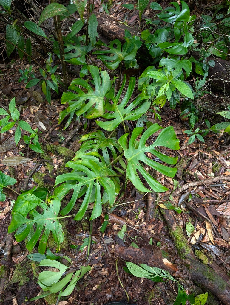 Monstera Blue Steel plant photo