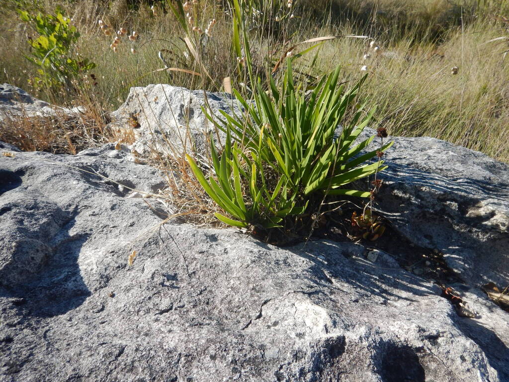 Agapanthus Poppin Star 19cm plant photo