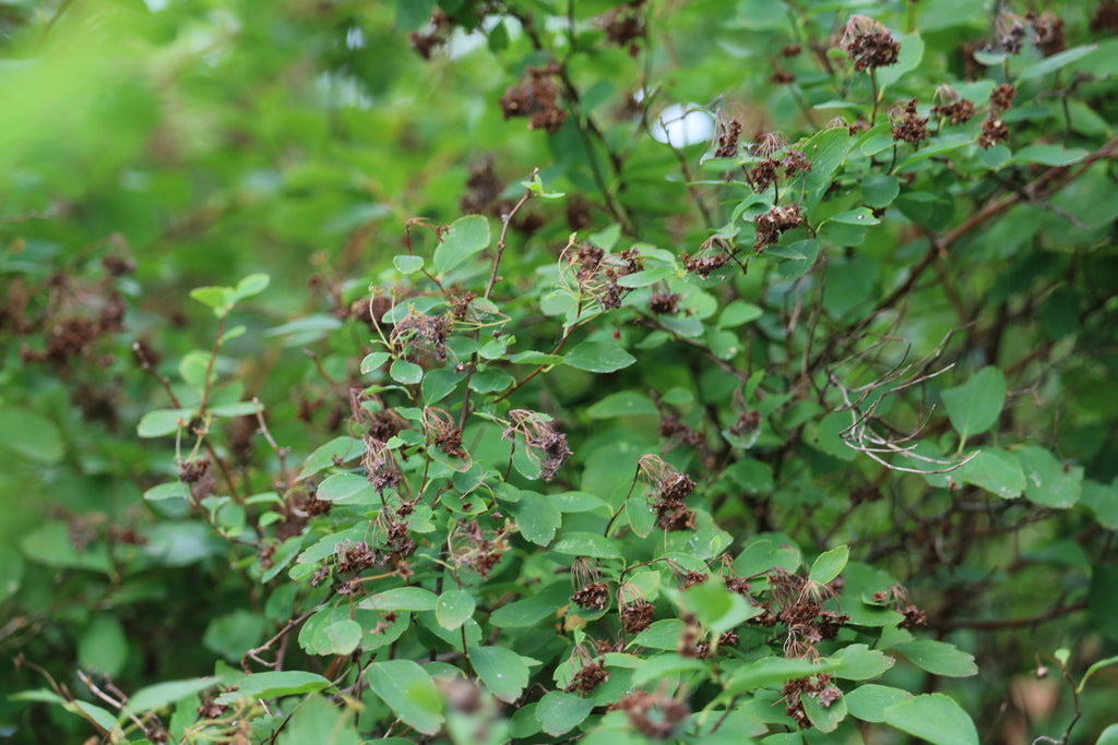Spirea &