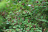 Spirea &