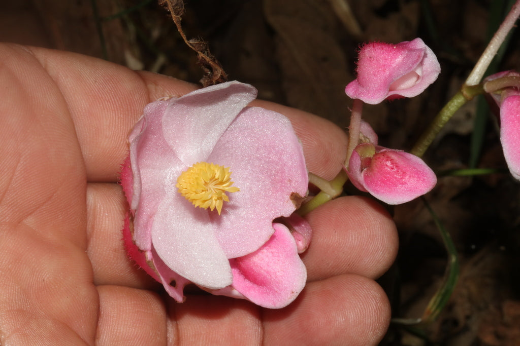 4.5" Begonia Phoe&