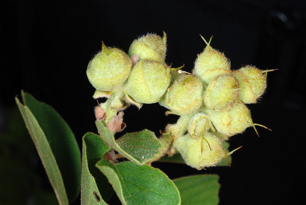 Fothergilla &