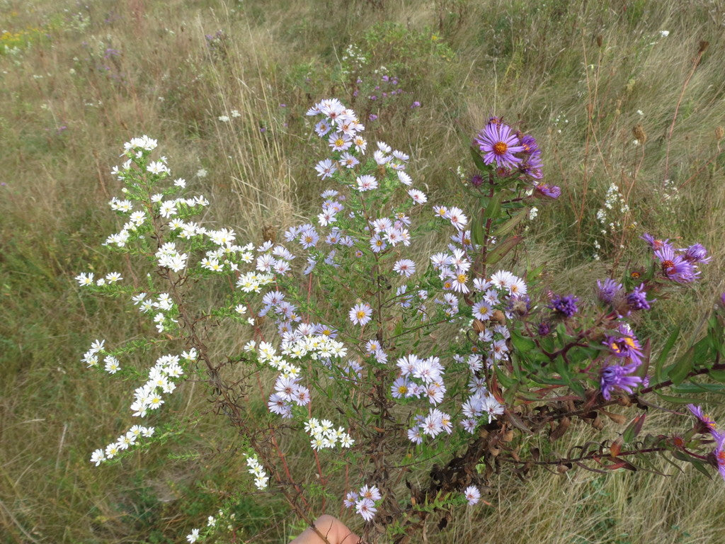 Hazy Dack Pink Aster 