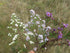 Hazy Dack Pink Aster 