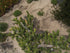 8" Cactus Opuntia Eves Needle product photo