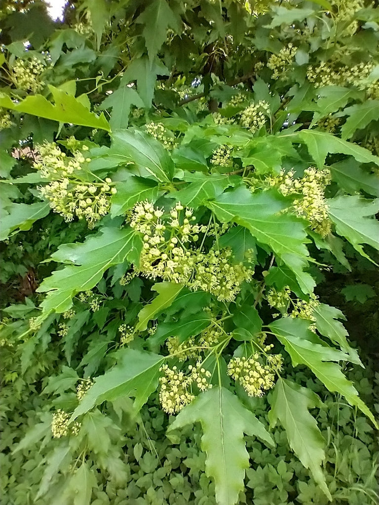Maple &