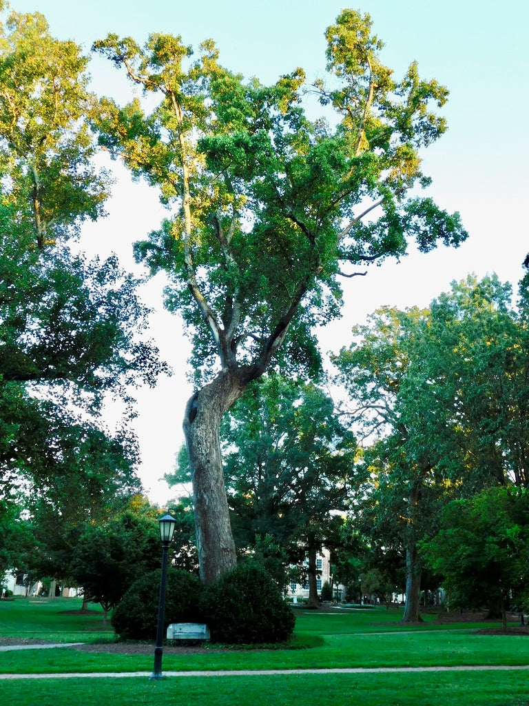 Tulip Tree 