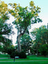 Tulip Tree 
