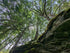 Hemlock &