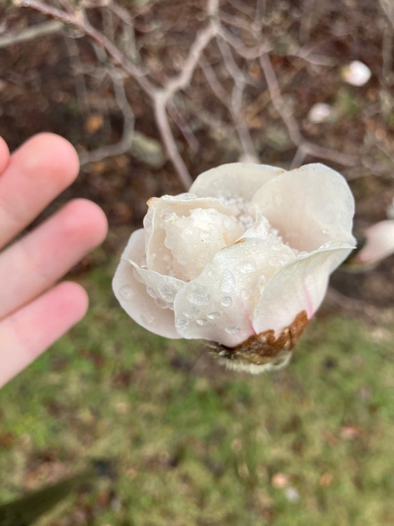 Magnolia &