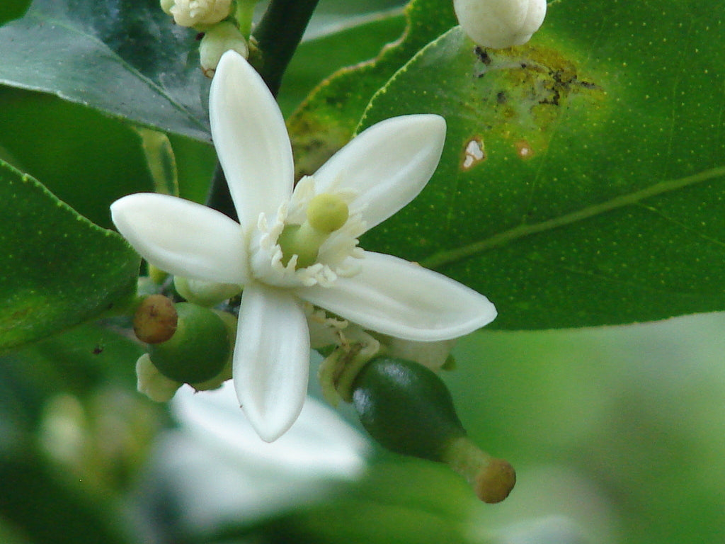 1G Citrus Key Limequat plant photo