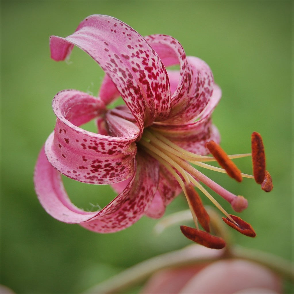 Lillium Asiatic Tiny Dbl Dutch 19cm plant photo