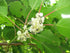Hardy Kiwi Vine &