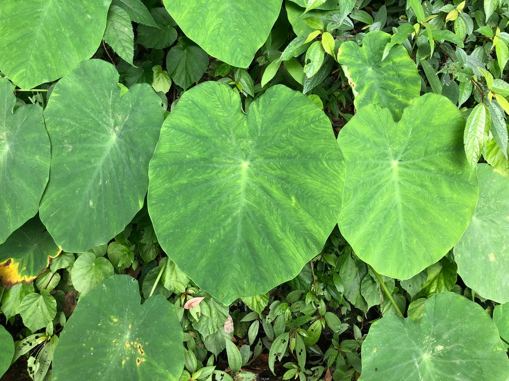 Upright elephant ear large plant photo