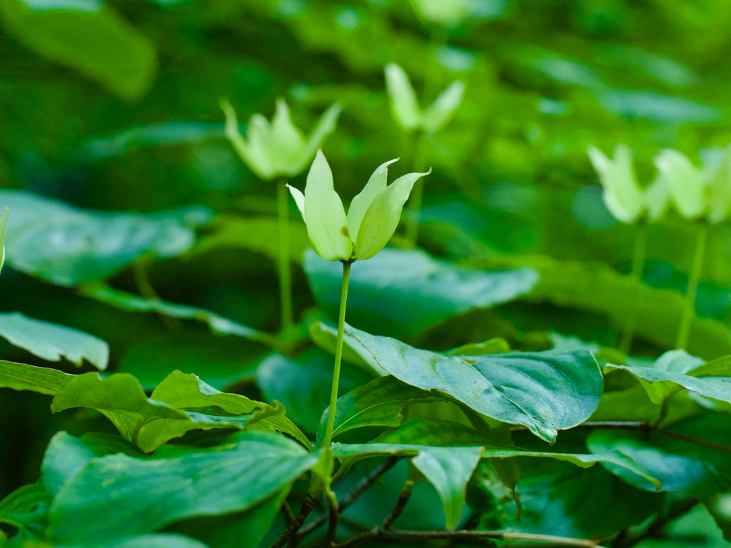 Dogwood &