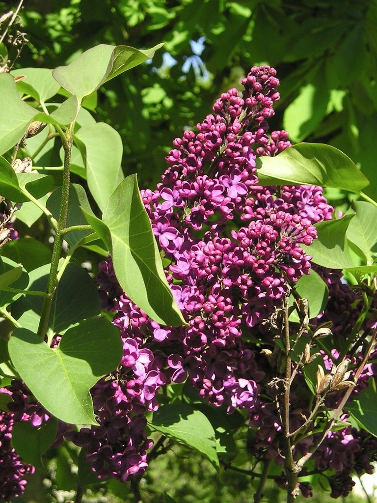 Lilac &