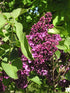 Lilac &