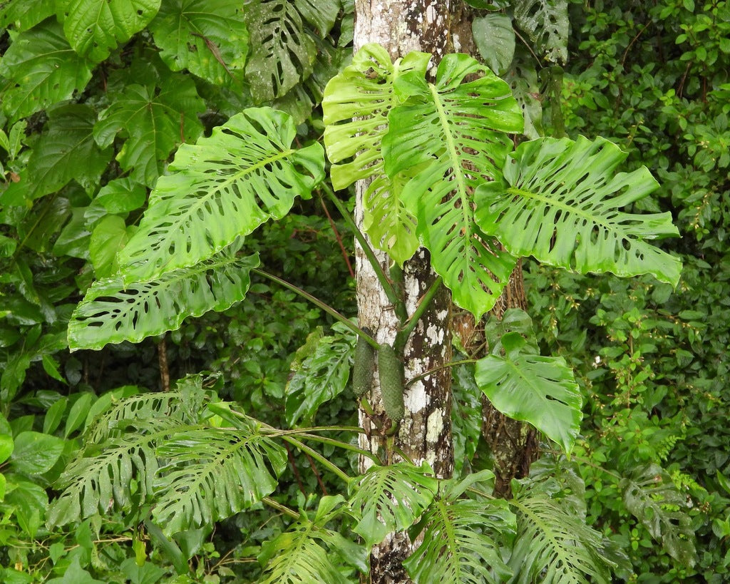 Monstera Creme Brulee Variegated plant photo