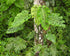 Monstera Creme Brulee Variegated plant photo