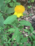Hypericum &