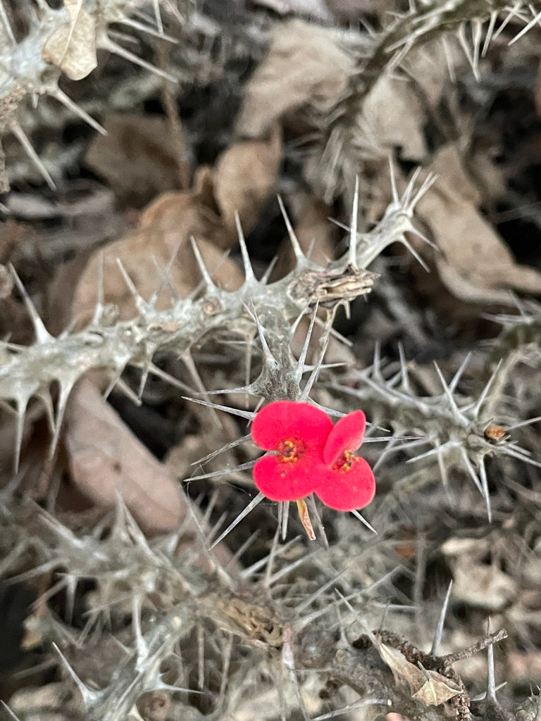 6" Cactus Crown of Thorns plant photo