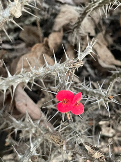 6" Cactus Crown of Thorns plant photo