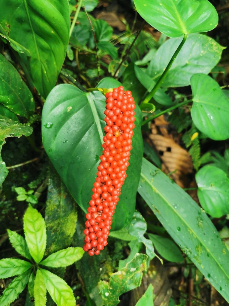 4" Anthurium Bakeri plant photo