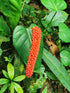 4" Anthurium Bakeri plant photo