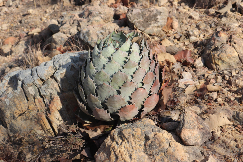 6" Agave plant photo