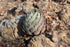 6" Agave plant photo
