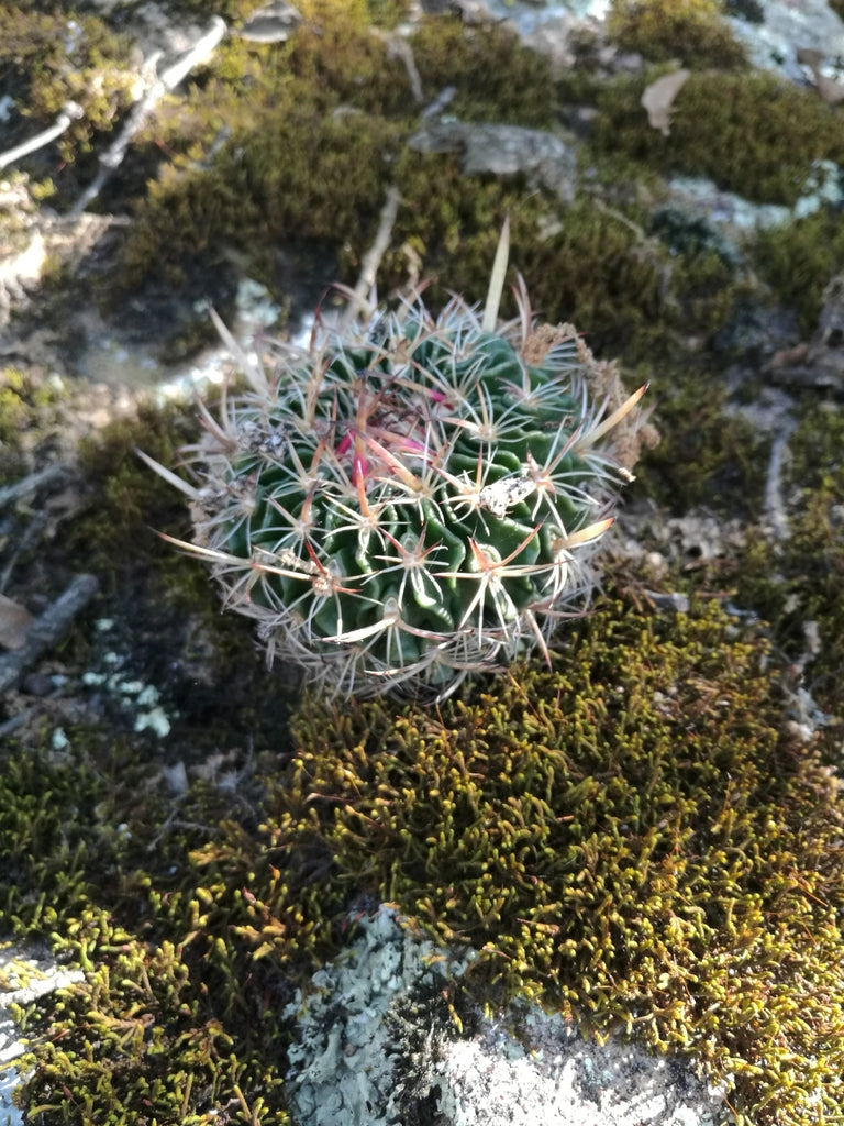 3" Cactus Stenocactus Multicostatus Brain product photo