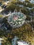 3" Cactus Stenocactus Multicostatus Brain product photo