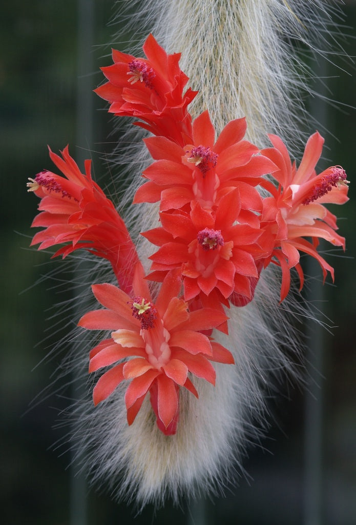 4" Cactus Orange Monkey Tail product photo