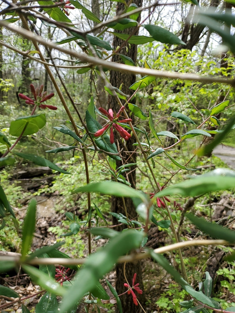 Lonicera Coral Star 3 Gal w/trellis plant photo