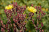 Organic Individual Veggie plant photo