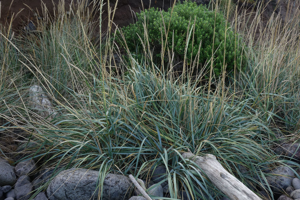 Grass Leymus Blue Dune 1 gal plant photo