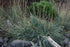 Grass Leymus Blue Dune 1 gal plant photo