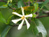 6" Gardenia Veitchii plant photo