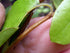 4" Wirevine plant photo
