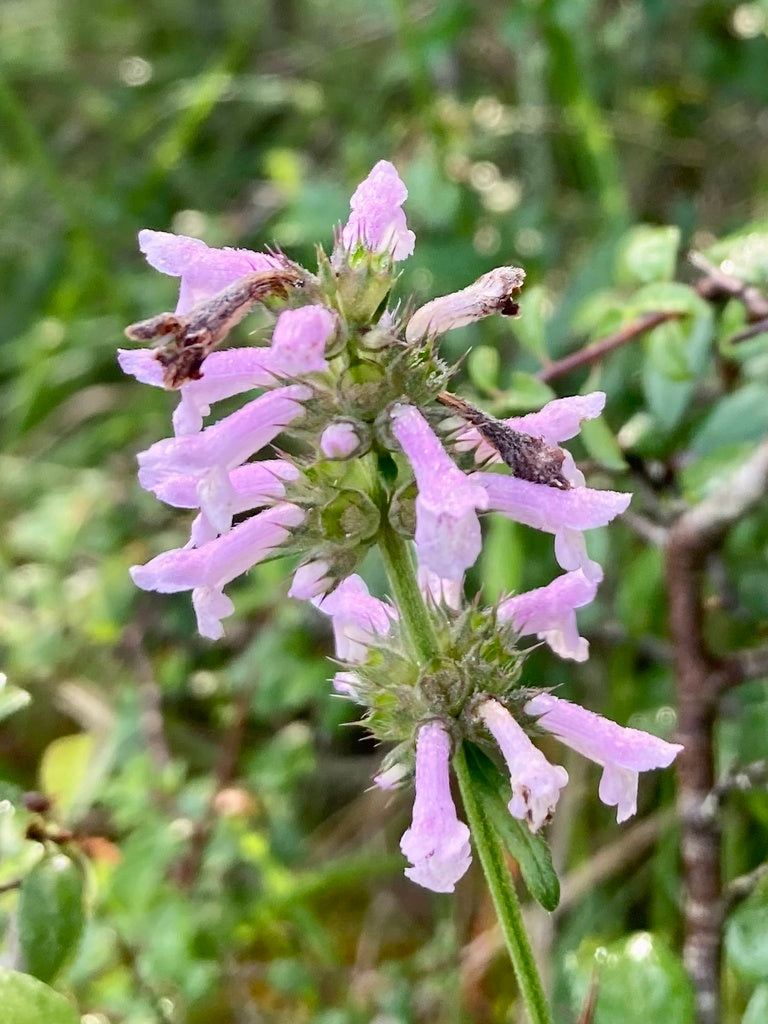 Stachys Hummelo 
